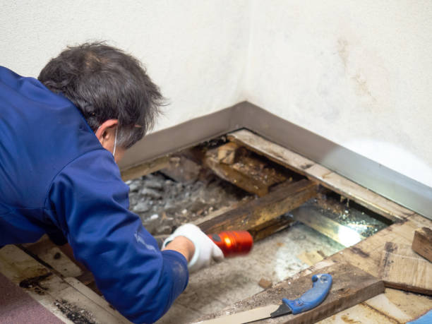 Mold Testing and Removal in Fulshear, TX