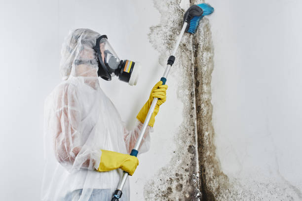 Best Residential Mold Removal  in Fulshear, TX
