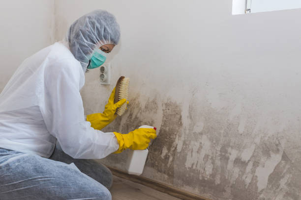 Crawl Space Mold Removal in Fulshear, TX