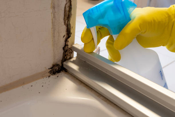 Best Commercial Mold Removal  in Fulshear, TX
