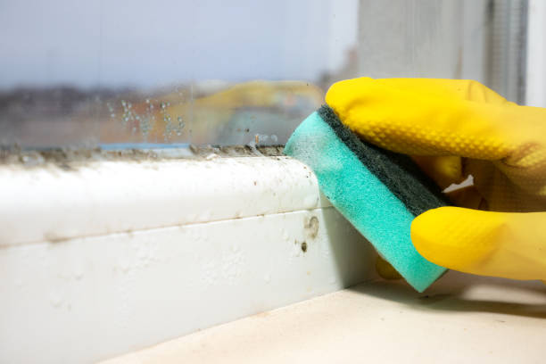 Best Certified Mold Removal  in Fulshear, TX