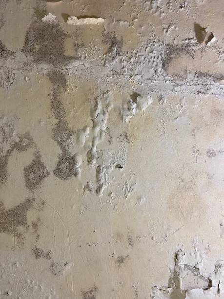  Fulshear, TX Mold Removal Pros