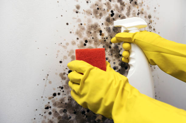 Best Office Mold Removal Services  in Fulshear, TX