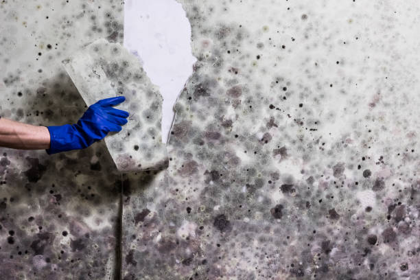 Best Home Mold Removal  in Fulshear, TX