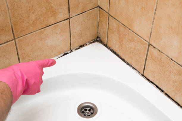 Best Best Mold Removal Companies  in Fulshear, TX