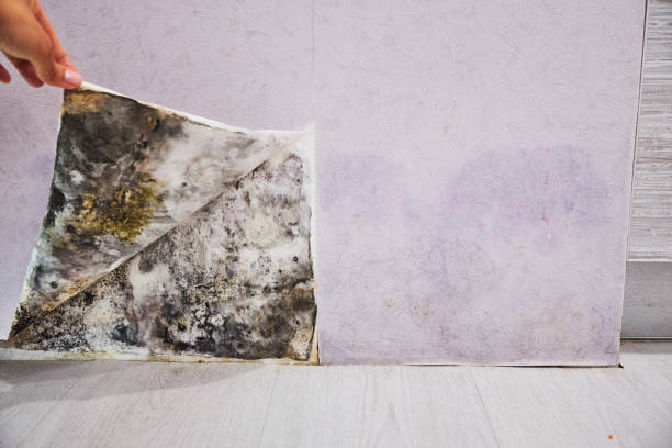 Best Local Mold Removal Service  in Fulshear, TX